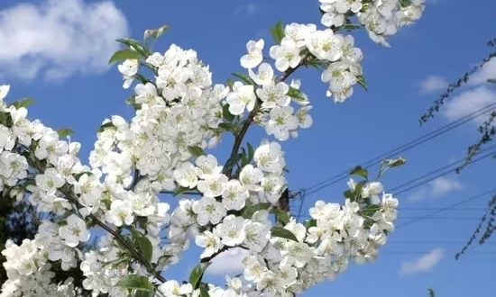 Zierapfel ’Tina‘ / Malus toringo ’Tina‘