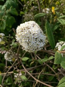 Oster-Schneeball / Duft-Schneeball / Viburnum burkwoodii