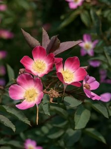 Wildrose Hechtrose / Rotblättrige Rose glauca /  Rosa glauca
