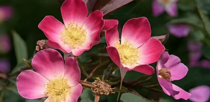 Wildrose Hechtrose / Rotblättrige Rose glauca / Rosa glauca