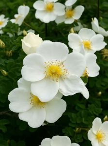 Dünenrose / Bibernellrose / Rosa pimpinellifolia