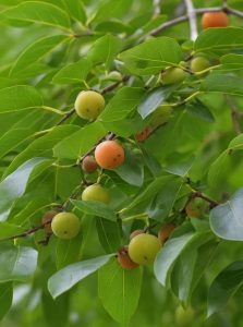  Lotuspflaume / Dattelpflaume / Diospyros lotus