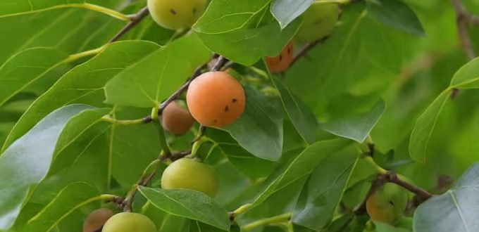 Lotuspflaume / Dattelpflaume / Diospyros lotus
