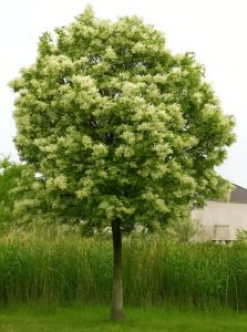 Blumen-Esche / Manna-Esche / Fraxinus ornus