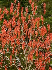 Orangenkirsche / Idesia polycarpa