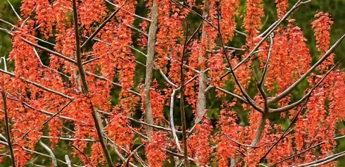 Orangenkirsche / Idesia polycarpa