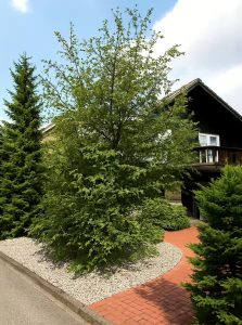 Antarktische Scheinbuche / Nothofagus antarctica