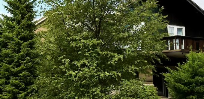 Antarktische Scheinbuche / Nothofagus antarctica