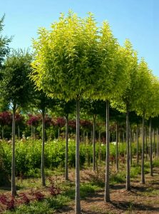 Glanz-Liguster 'Excelsum Superbum' / Ligustrum lucidum 'Excelsum Superbum'