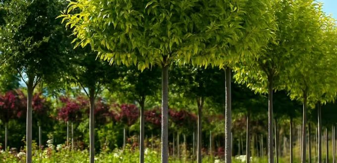 Glanz-Liguster 'Excelsum Superbum' / Ligustrum lucidum 'Excelsum Superbum'