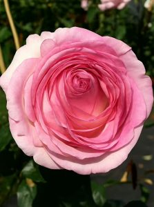 Strauchrose 'Eden-Rose' / Rosa 'Eden-Rose ®'