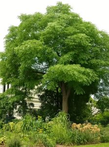 Geweihbaum / Kentucky Coffeetree / Gymnocladus dioicus