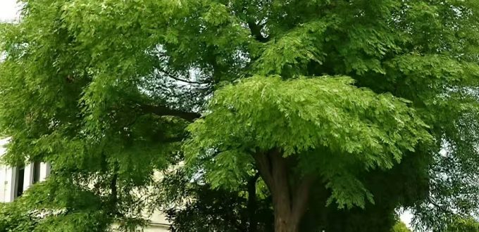Geweihbaum / Kentucky Coffeetree / Gymnocladus dioicus