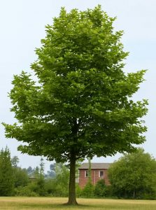  Orientalische Platane 'Minaret' / Platanus orientalis 'Minaret'