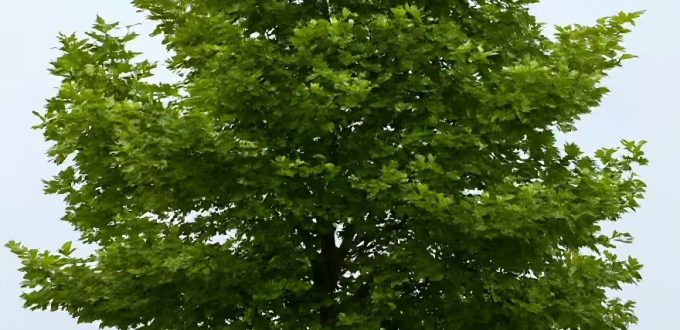 Orientalische Platane 'Minaret' / Platanus orientalis 'Minaret'