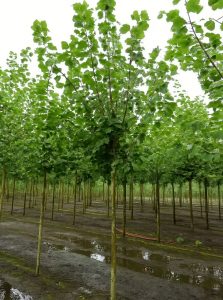 Grau-Pappel 'Witte van Haamstede' / Populus canescens 'Witte van Haamstede'