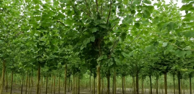 Grau-Pappel 'Witte van Haamstede' / Populus canescens 'Witte van Haamstede'