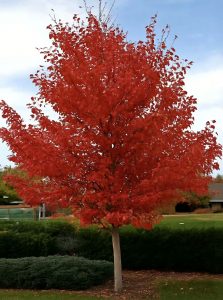 Eisenholzbaum / Parrotie / Parrotia persica