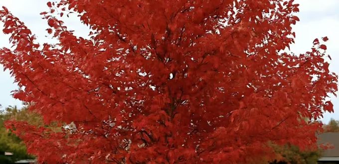 Eisenholzbaum / Parrotie / Parrotia persica