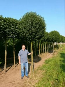 Kugel-Steppen-Kirsche 'Umbraculifera'