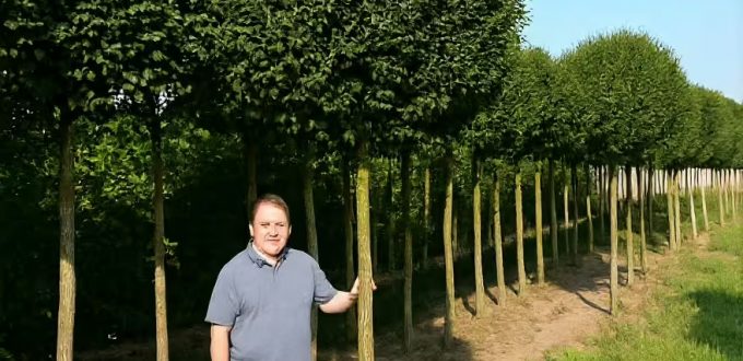 Kugel-Steppen-Kirsche 'Umbraculifera'