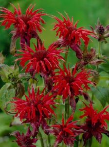 Garten-Indianernessel 'Cambridge Scarlet' / Monarda 'Cambridge Scarlet'
