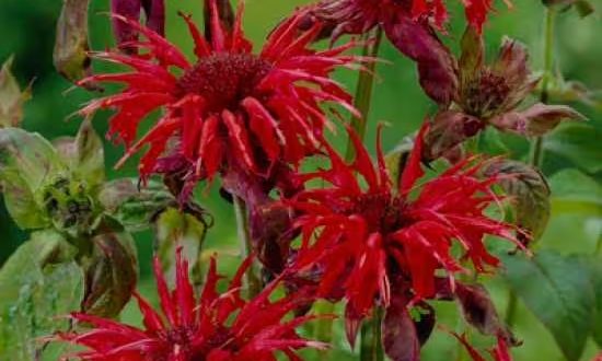 Garten-Indianernessel 'Cambridge Scarlet' / Monarda 'Cambridge Scarlet'