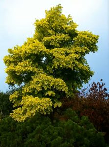 Goldakazie / Gold-Robinie / Robinia pseudoacacia 'Frisia'