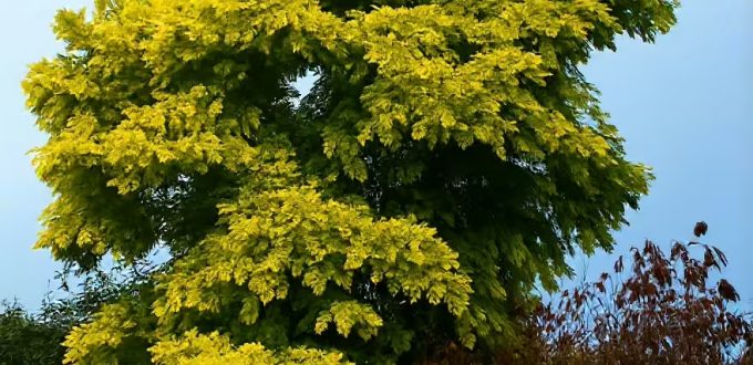 Goldakazie / Gold-Robinie / Robinia pseudoacacia 'Frisia'