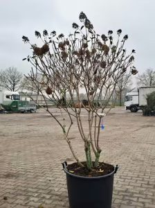 Rispen-Hortensie 'Polar Bear ®' 'Schirmform'