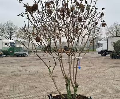 Rispen-Hortensie 'Polar Bear ®' 'Schirmform'