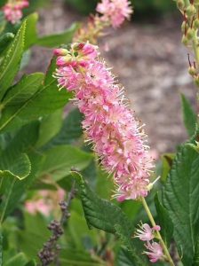  Silberkerzenstrauch 'Ruby Spice' / Clethra alnifolia 'Ruby Spice'