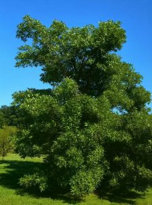 Rotesche / Fraxinus pennsylvanica