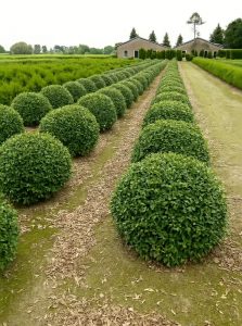 Frühlings-Duftblüte 'Kugel' / Osmanthus burkwoodii 'Kugel'