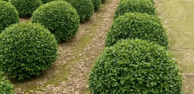 Frühlings-Duftblüte 'Kugel' / Osmanthus burkwoodii 'Kugel'