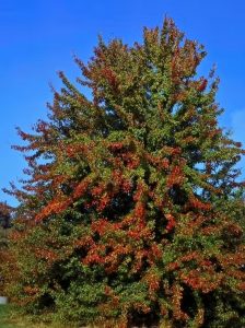 Wildbirne / Holzbirne / Pyrus pyraster