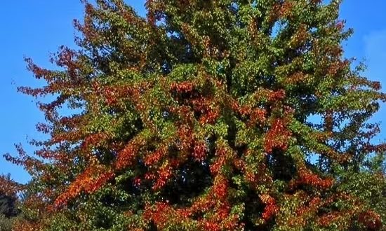 Wildbirne / Holzbirne / Pyrus pyraster