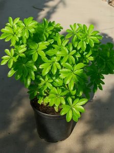 Orangenblume / Choisya ternata