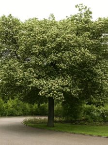 Elsbeere / Sorbus torminalis