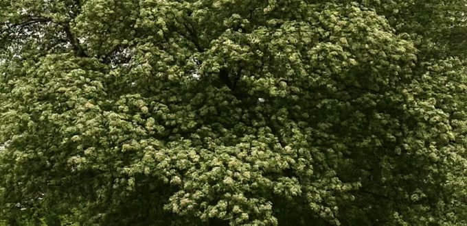 Elsbeere / Sorbus torminalis