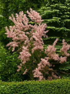 Viermännige Tamariske / Tamarix tetrandra