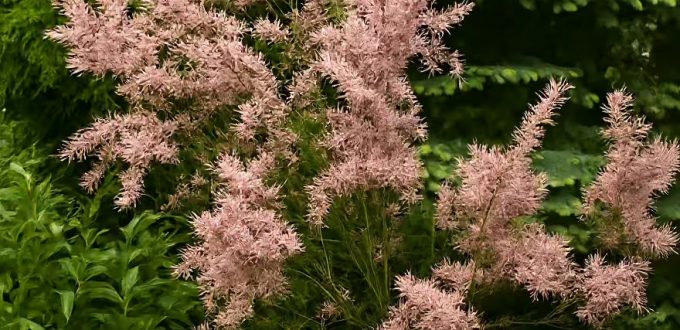Viermännige Tamariske / Tamarix tetrandra