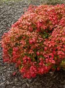 Himmelsbambus 'Firepower' / Nandina domestica 'Firepower'
