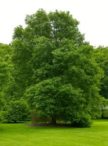 Zweifarbige Eiche / Quercus bicolor