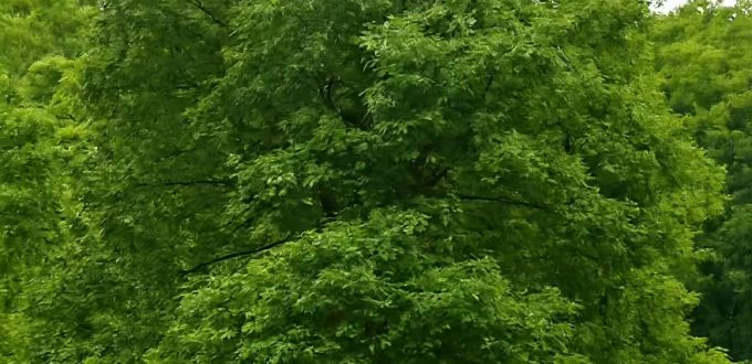 Zweifarbige Eiche / Quercus bicolor