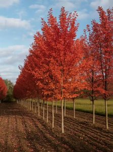 Chinesische Wild-Birne 'Redspire' / Pyrus calleryana 'Redspire'