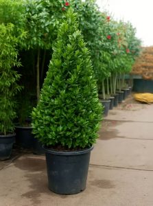 Echter Küchenlorbeer 'Kegel' / Laurus nobilis 'Kegel'