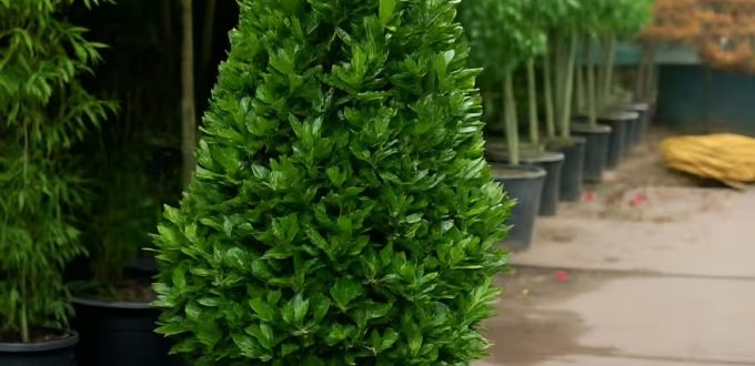 Echter Küchenlorbeer 'Kegel' / Laurus nobilis 'Kegel'
