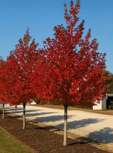 Feuer-Ahorn Celzam' / 'Celebration' / Acer freemanii 'Celzam' / Acer freemanii 'Celebration'