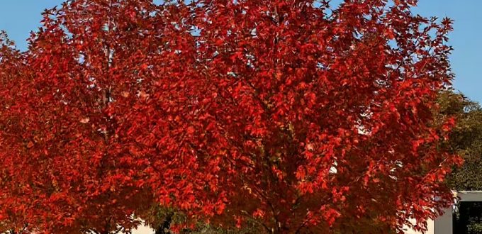 Feuer-Ahorn Celzam' / 'Celebration' / Acer freemanii 'Celzam' / Acer freemanii 'Celebration'